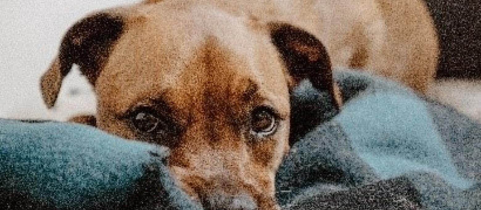 Channel 4 The Dog House Channel 4