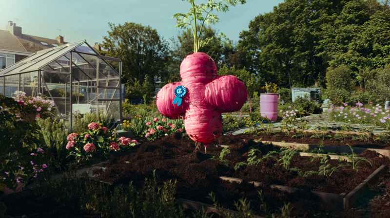 A pink plus sign growing as a carrot in a vegetable patch, with a greenhouse in the background