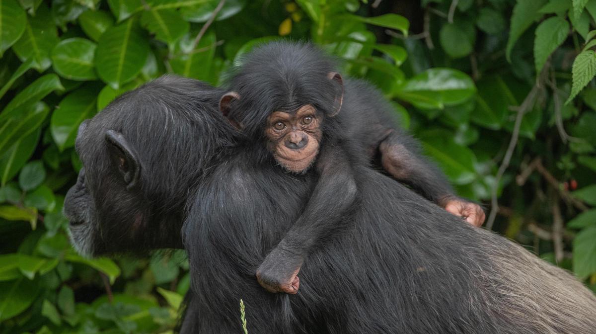 Secret life of the zoo: Chimpanzee and baby