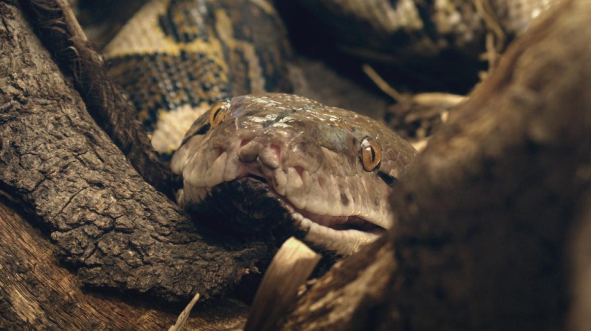 TSLOTZ python2
