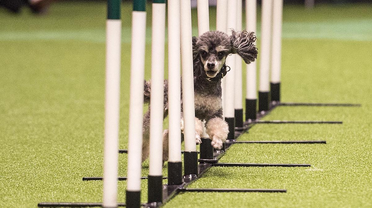 Crufts 2019