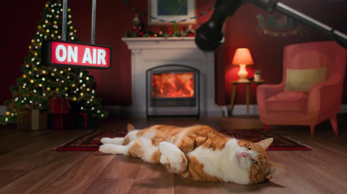 Cat lying on floor underneath microphone, with 'on air' sign in background