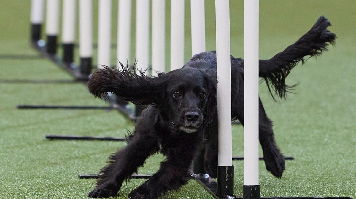 A dog performing in the agility event at Crufts