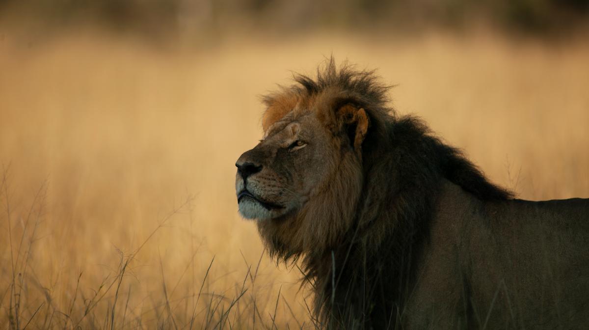 It shows a picture of Cecil, the lion, in the National Park. It is a side on photo.