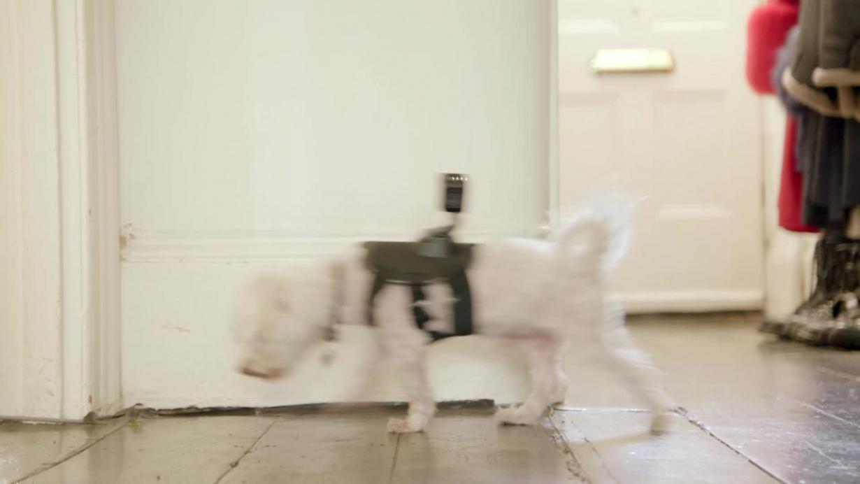 Call the puparazzi! Watch the first look trailer for Celebrity Snoop(01)